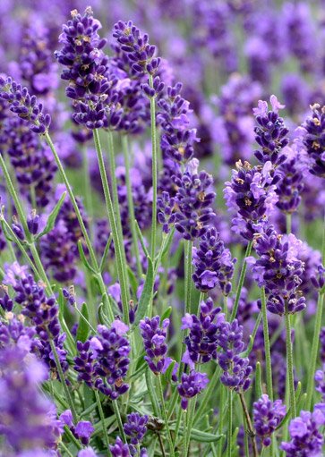 lavendar flower