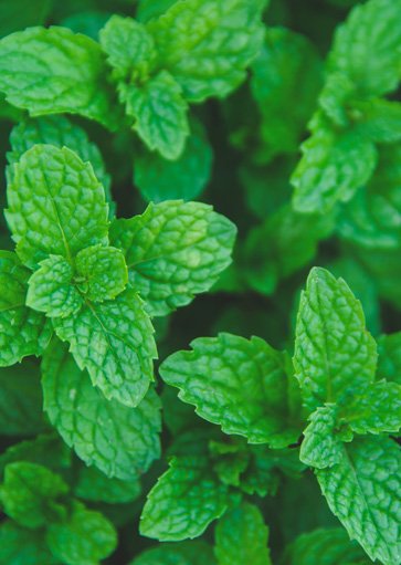 mint flower