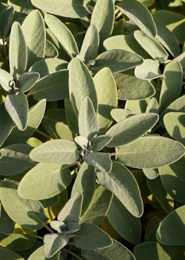 sage flower
